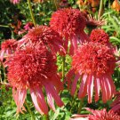 Echinacea 'Guava Red' Fire Red Coneflowers 200 PCS Seeds Echinacea 'Guava Red' Fire Red Coneflowers 200 PCS Seeds
