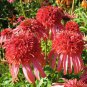 Echinacea 'Guava Red' Fire Red Coneflowers 200 PCS Seeds