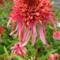 Echinacea 'Guava Red' Fire Red Coneflowers 200 PCS Seeds