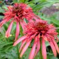 Echinacea 'Guava Red' Fire Red Coneflowers 200 PCS Seeds