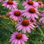 Echinacea 'Cherry Fluff' Perennial Coneflower 200 PCS Seeds