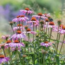 Echinacea Purple 'Ladies' Perennial Flower 30 PCS Seeds