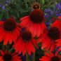 Echinacea 'FIREBIRD' Fire Red Bonsai Coneflowers Hybrid 200 PCS Seeds