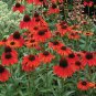 Echinacea 'FIREBIRD' Fire Red Bonsai Coneflowers Hybrid 200 PCS Seeds