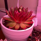 Echeveria Purpusorum 10 PCS Seeds Echeveria Purpusorum 10 PCS Seeds