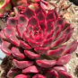 Echeveria Purpusorum 10 PCS Seeds