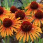 Echinacea Mixed 9 Colors Big Blooms Perennial Flower 200 PCS Seeds