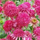 Echinacea 'Cranberry Cupcake' Red Bonsai Coneflowers 200 PCS Seeds Echinacea 'Cranberry Cupcake' Red Bonsai Coneflowers 200 PCS Seeds