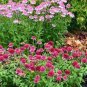 Echinacea 'Cranberry Cupcake' Red Bonsai Coneflowers 200 PCS Seeds