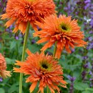 Echinacea 'COLORBURST' Orange Hybrid Bonsai Coneflowers 200 PCS Seeds Echinacea 'COLORBURST' Orange Hybrid Bonsai Coneflowers 200 PCS Seeds