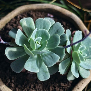 Echeveria Purpusorum 300 PCS Seeds