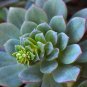 Echeveria Purpusorum 300 PCS Seeds