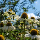 Echinacea Milky White Perennial Flower 200 PCS Seeds