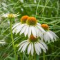 Echinacea Milky White Perennial Flower 200 PCS Seeds