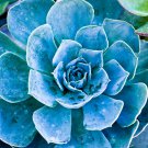 Echeveria Purpusorum 100 PCS Seeds Echeveria Purpusorum 100 PCS Seeds