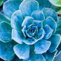 Echeveria Purpusorum 100 PCS Seeds