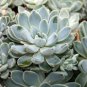 Echeveria Purpusorum 100 PCS Seeds