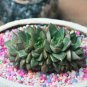 Echeveria Purpusorum 100 PCS Seeds