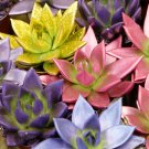 Echeveria Lauii Pink Succulent Lovely Plant 10 PCS Seeds Echeveria Lauii Pink Succulent Lovely Plant 10 PCS Seeds