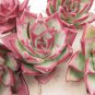 Echeveria Lauii Pink Succulent Lovely Plant 10 PCS Seeds