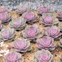 Echeveria Lauii Pink Succulent Lovely Plant 10 PCS Seeds