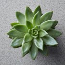 ECHEVERIA Laui Succulents Garden Plants 20 PCS Seeds ECHEVERIA Laui Succulents Garden Plants 20 PCS Seeds