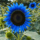 Dwarf Sunflower Blue Flowers 50 PCS Seeds Dwarf Sunflower Blue Flowers 50 PCS Seeds