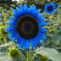 Dwarf Sunflower Blue Flowers 50 PCS Seeds