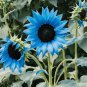 Dwarf Sunflower Blue Flowers 50 PCS Seeds