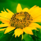 Dwarf Sunflower Bonsai Indoor & Outdoor Dwarf Mini Sunflower 20 PCS Seeds