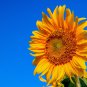 Dwarf Sunflower Bonsai Indoor & Outdoor Dwarf Mini Sunflower 20 PCS Seeds
