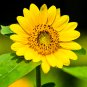 Dwarf Sunflower Bonsai Indoor & Outdoor Dwarf Mini Sunflower 20 PCS Seeds