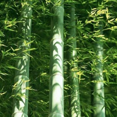 Easy Grow Fresh Giant Moso Bamboo bonsais 50 PCS Seeds
