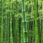 Easy Grow Fresh Giant Moso Bamboo bonsais 50 PCS Seeds