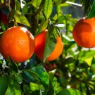 Dwarf Standing Orange Tree 30 PCS Seeds Dwarf Standing Orange Tree 30 PCS Seeds