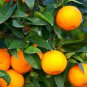 Dwarf Standing Orange Tree 30 PCS Seeds