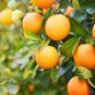 Dwarf Standing Orange Tree 30 PCS Seeds