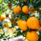 Dwarf Standing Calamondin Citrus Orange Tree 30 PCS Seeds