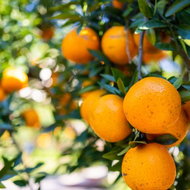 Dwarf Standing Calamondin Citrus Orange Tree 30 PCS Seeds