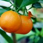 Dwarf Standing Calamondin Citrus Orange Tree 30 PCS Seeds