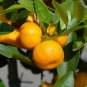 Dwarf Standing Calamondin Citrus Orange Tree 30 PCS Seeds