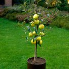 Dwarf Red Yellow Apple Tree 10 PCS Seeds