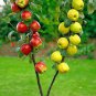 Dwarf Red Yellow Apple Tree 10 PCS Seeds