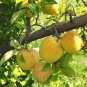 Dwarf Red Yellow Apple Tree 10 PCS Seeds