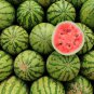 Early-maturing 'landmine' Round Red Organic Watermelon 8 PCS Seeds