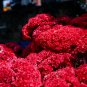 Dwarf Plumed Cockscomb Balcony Garden Annial Flowers 100 PCS Seeds
