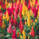 Dwarf Plumed Cockscomb Mixed 200 PCS Seeds