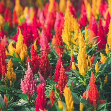 Dwarf Plumed Cockscomb Mixed 200 PCS Seeds