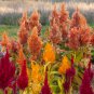 Dwarf Plumed Cockscomb Mixed 200 PCS Seeds