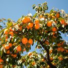 Dwarf Persimmon Bonsai Mini Fruits 20 PCS Seeds